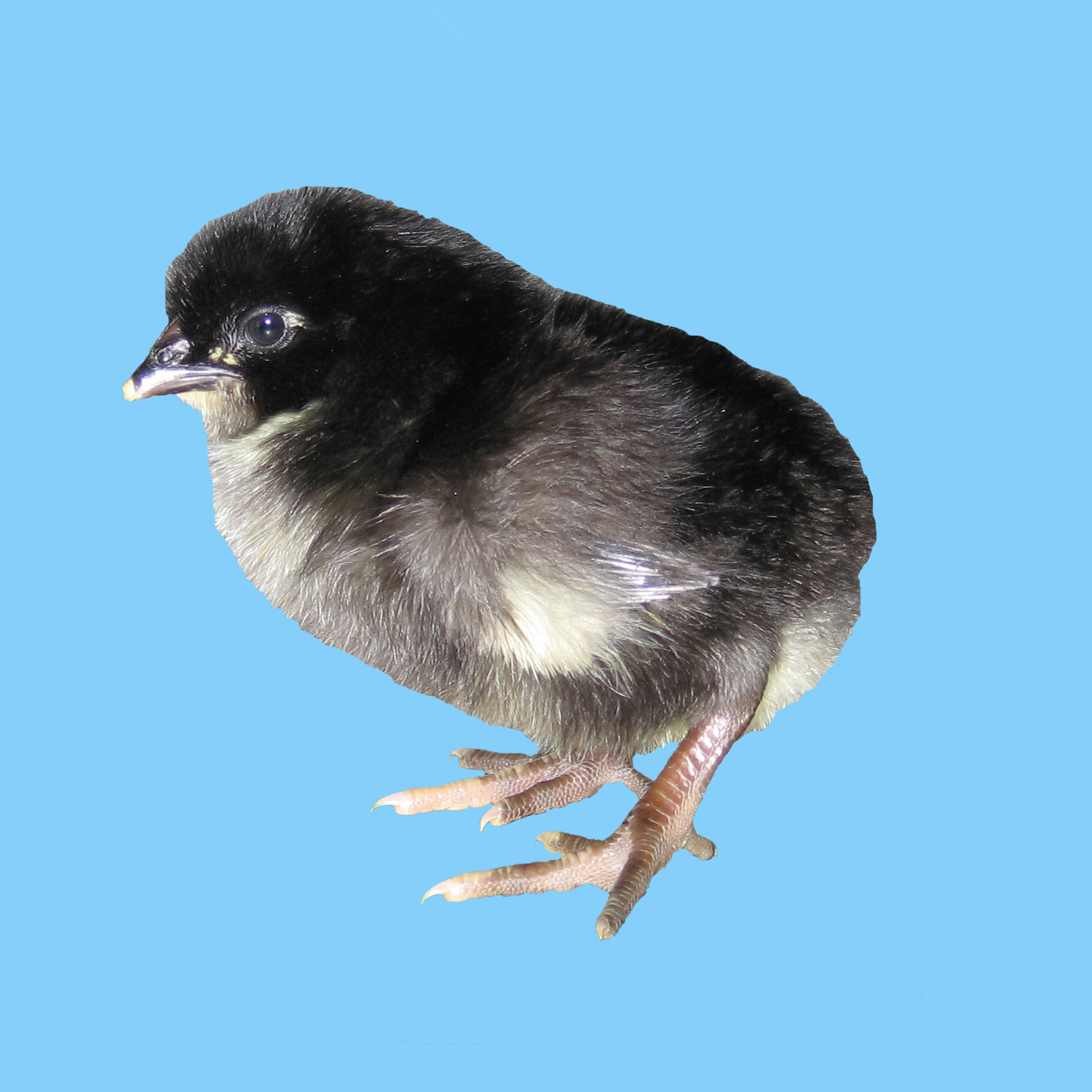Download LAYER CHICKENS